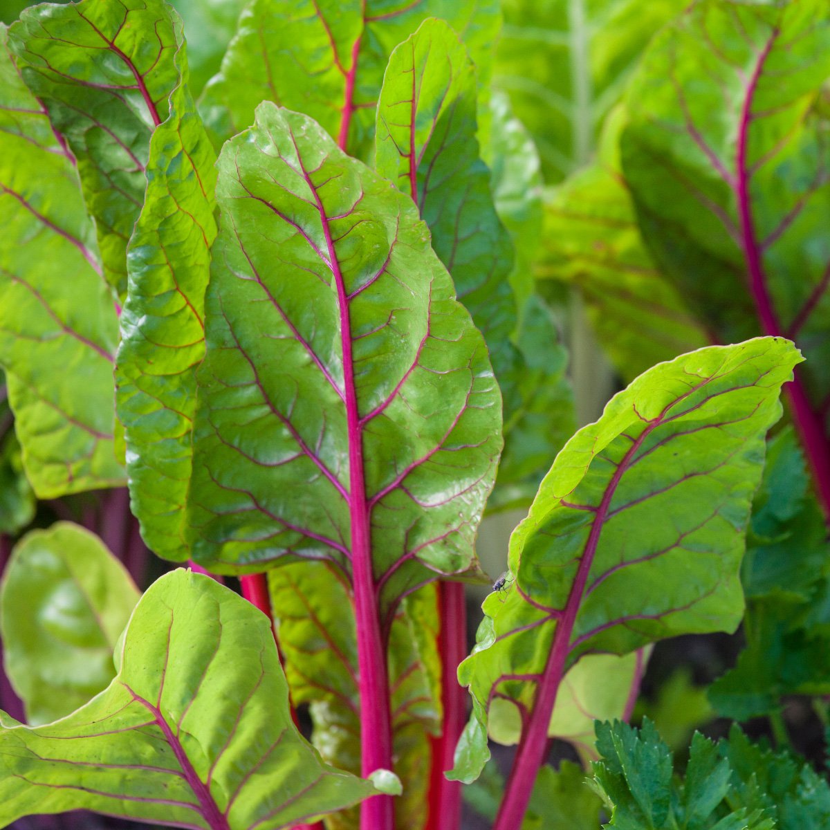Acelga Ruby Red Acelga Ruby Red - Image 1
