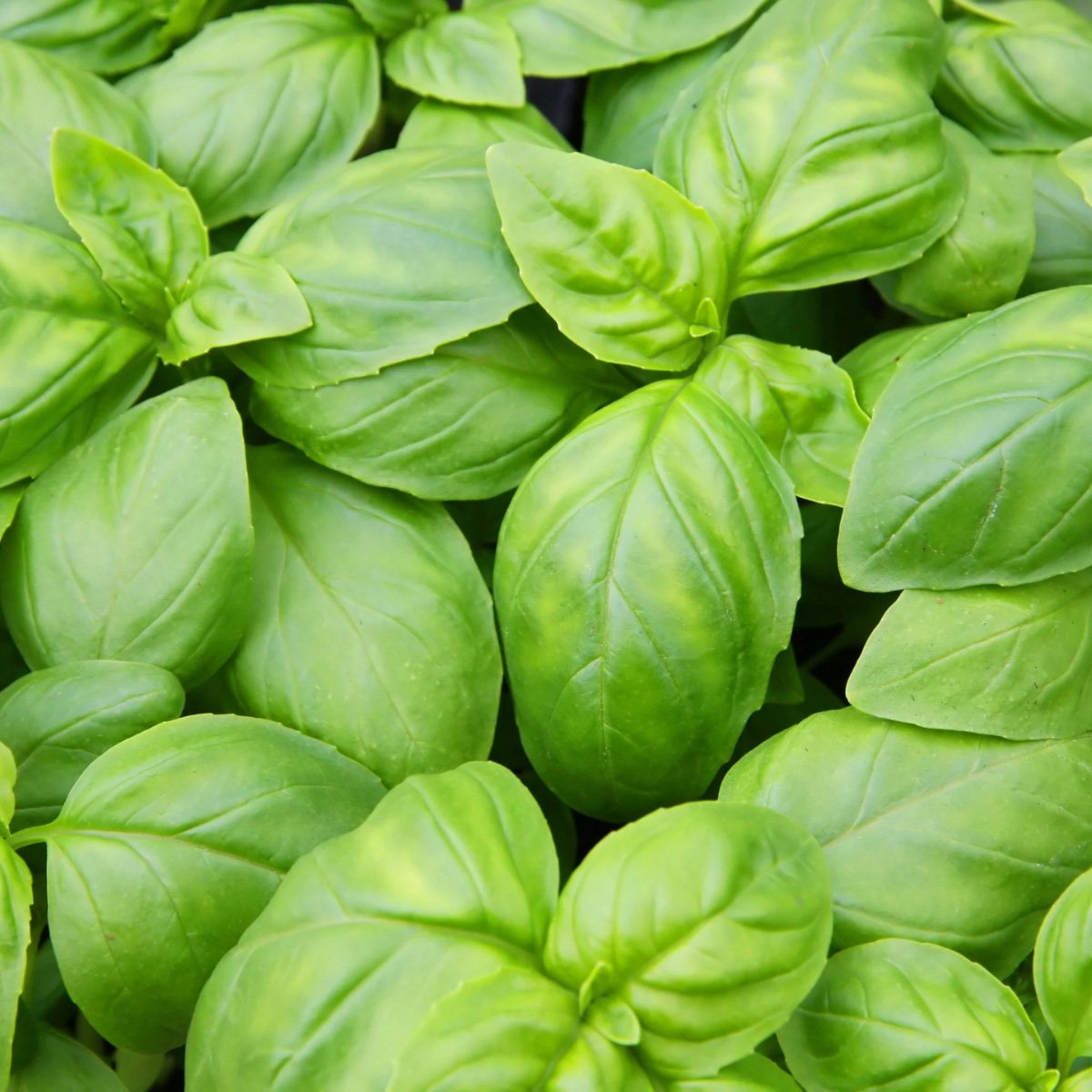 Albahaca Italian Large Leaf Albahaca Italian Large Leaf - Image 1