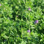 Alfalfa San Miguelito