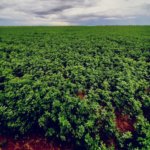 Alfalfa San Miguelito - Image 2