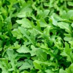 Arugula Rocket - Image 3