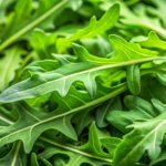 Arugula Wild Rocket - Image 2