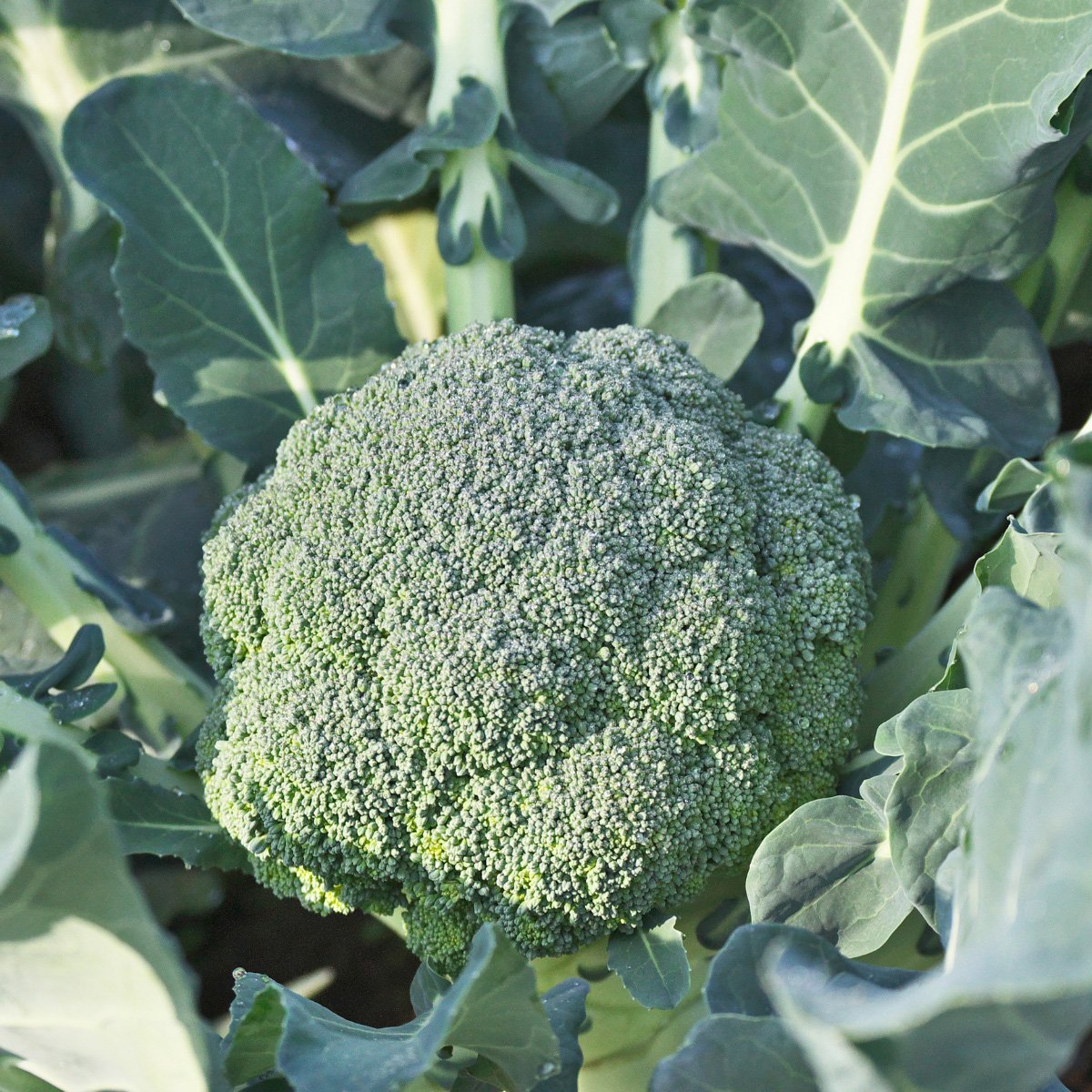 ACsemillas - Brocoli Midori Brocoli Midori - Image 1