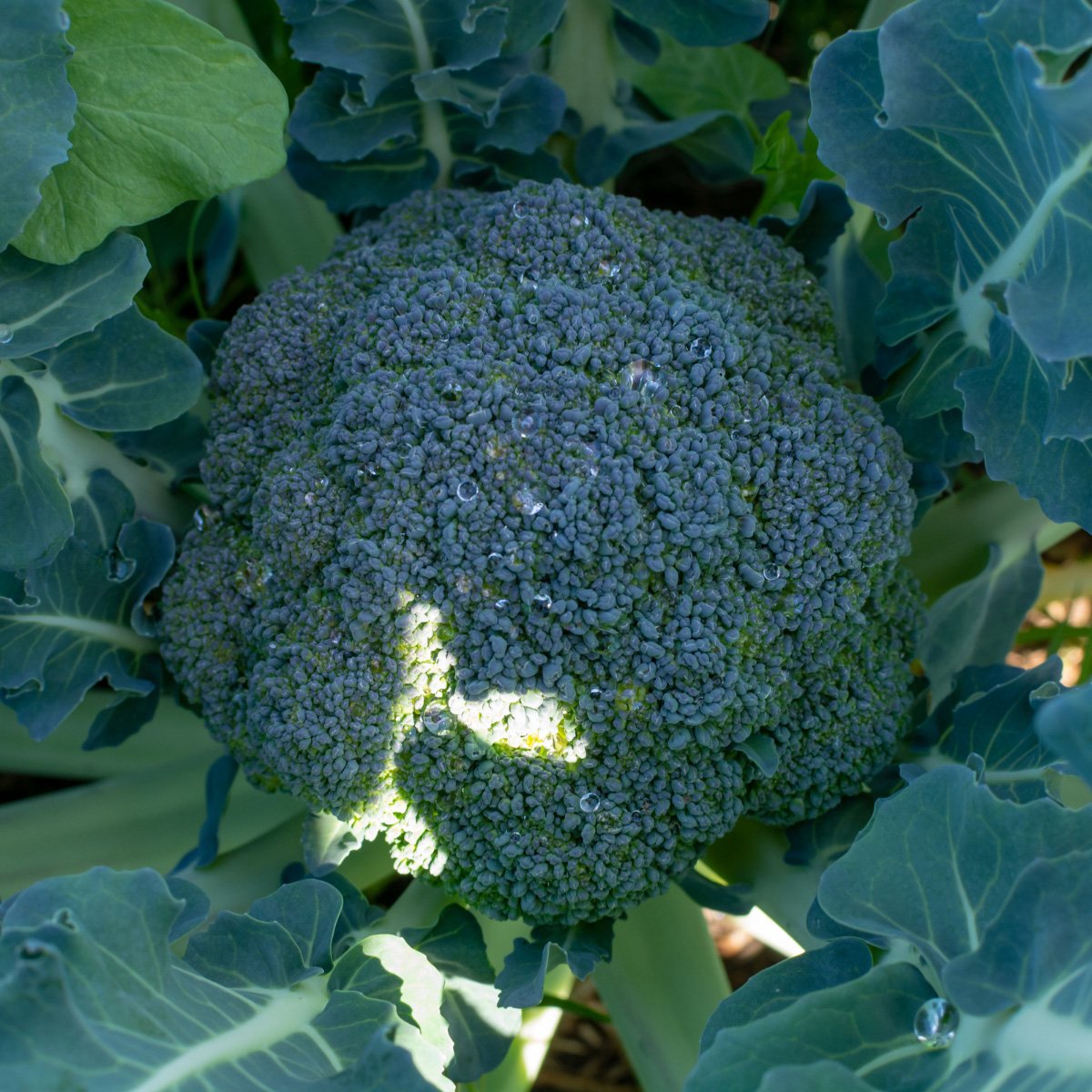 ACsemillas - Brocoli Mixquic Brocoli Mixquic - Image 1