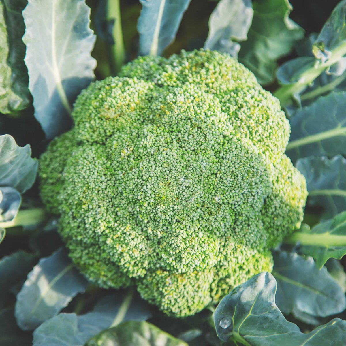 ACsemillas - Brocoli Monaco Brocoli Monaco - Image 1