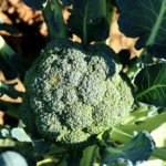 Brocoli Waltham No.29