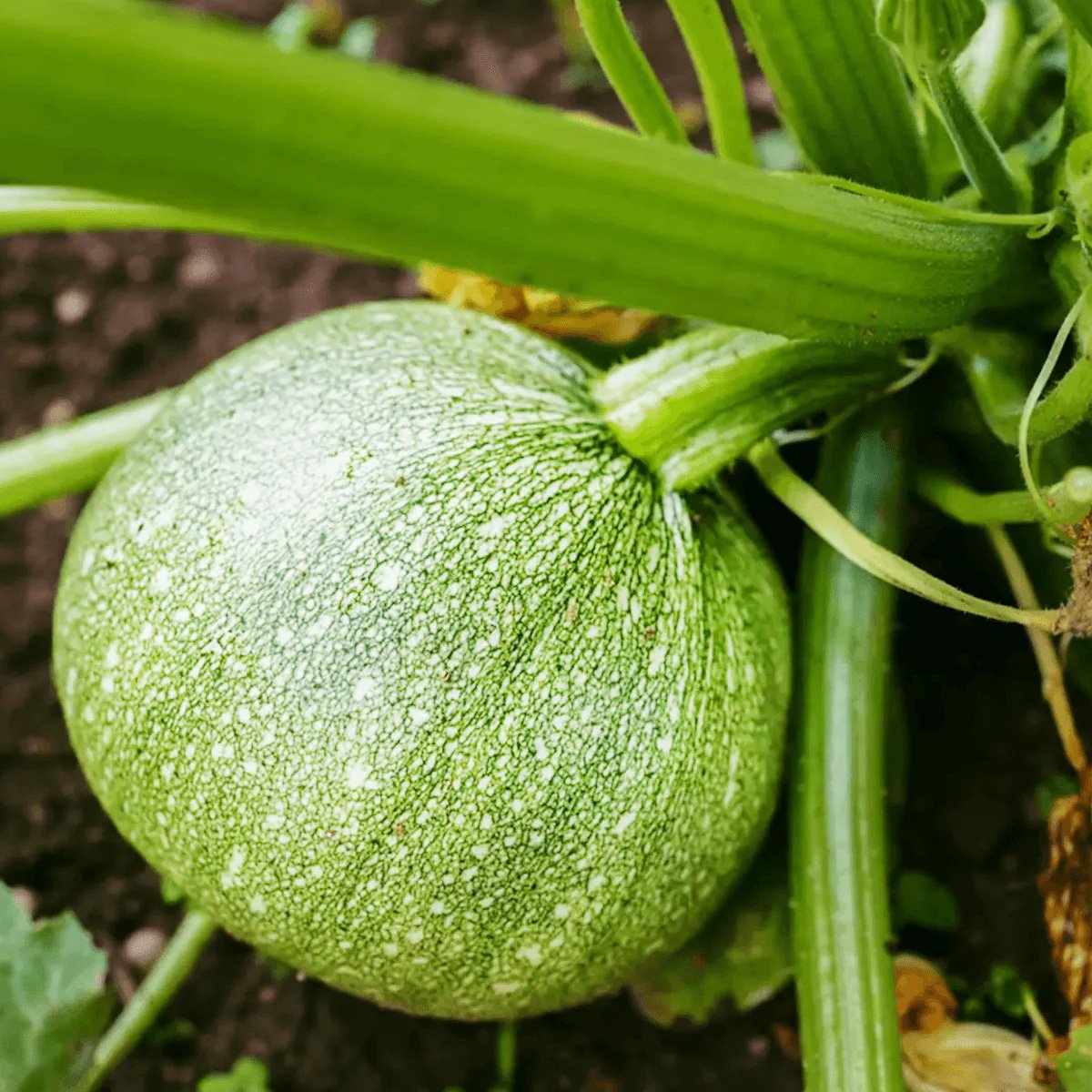 ACsemillas - Calabaza Round Zucchini Calabaza Roundzinni - Image 1