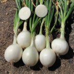 Cebolla Bianca F1