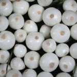 Cebolla Marfil