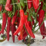 Chile Guajillo Fuerte 1401