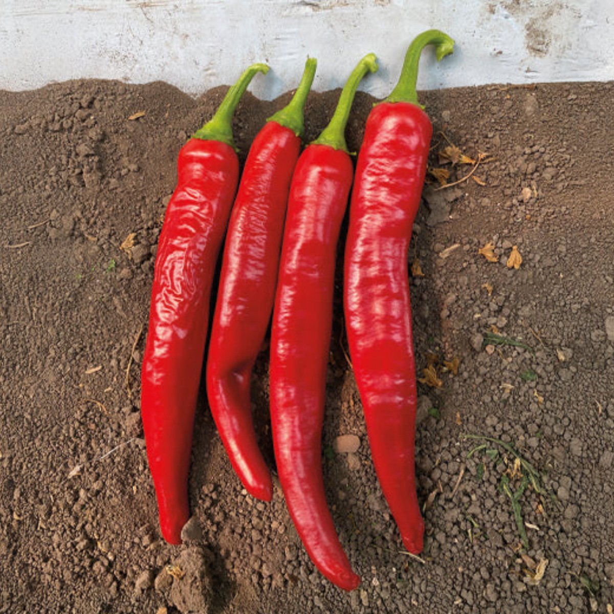 ACsemillas - Chile Guajillo Veta Grande Chile Guajillo Veta Grande - Image 1