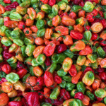 Chile Habanero Caloro - Image 2