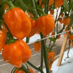 Chile Habanero Naranja