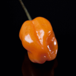 Chile Habanero Naranja Prime - Image 2