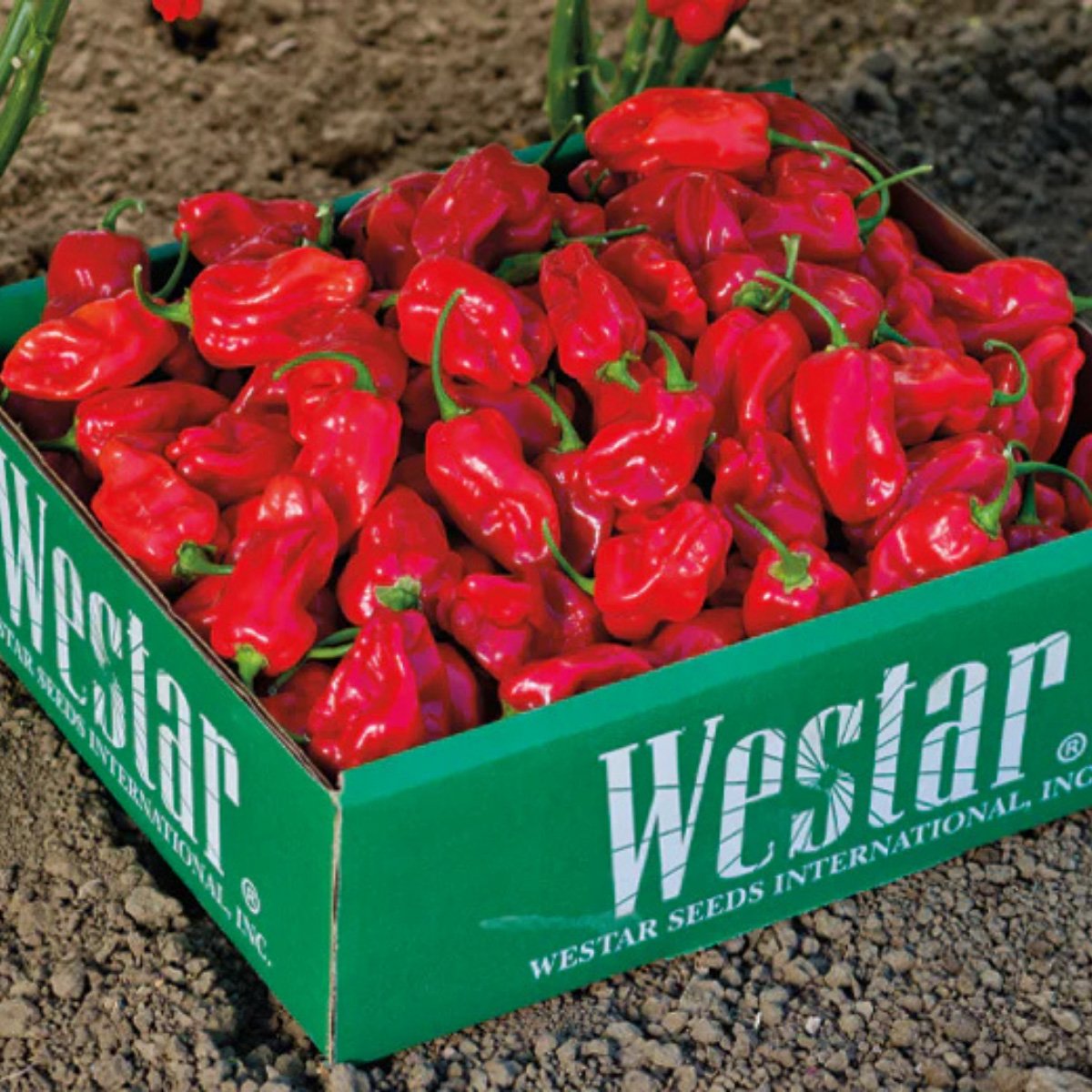 ACsemillas - Chile Habanero Rojo Vesuvio Chile Habanero Rojo Vesuvio - Image 1