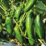 Chile Jalapeño Tlapaneco - Image 4