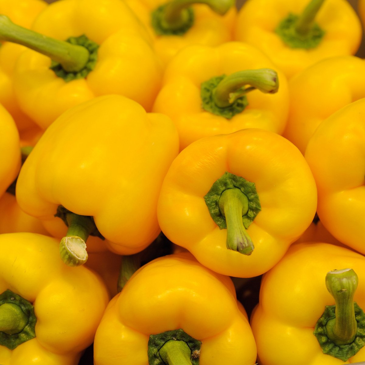 ACsemillas - Chile Pimiento Stephania Chile Pimiento Stephania - Image 1