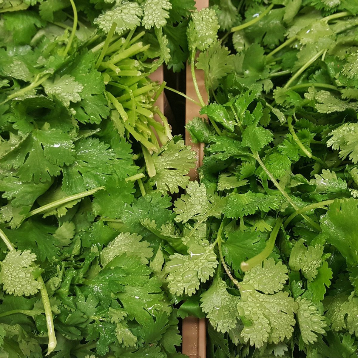 ACsemillas - Cilantro Lider Cilantro Lider - Image 1