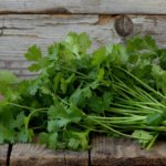 Cilantro Long Standing