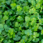 Cilantro Pakistan - Image 2