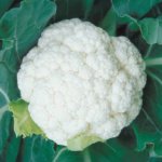 Coliflor Shasta