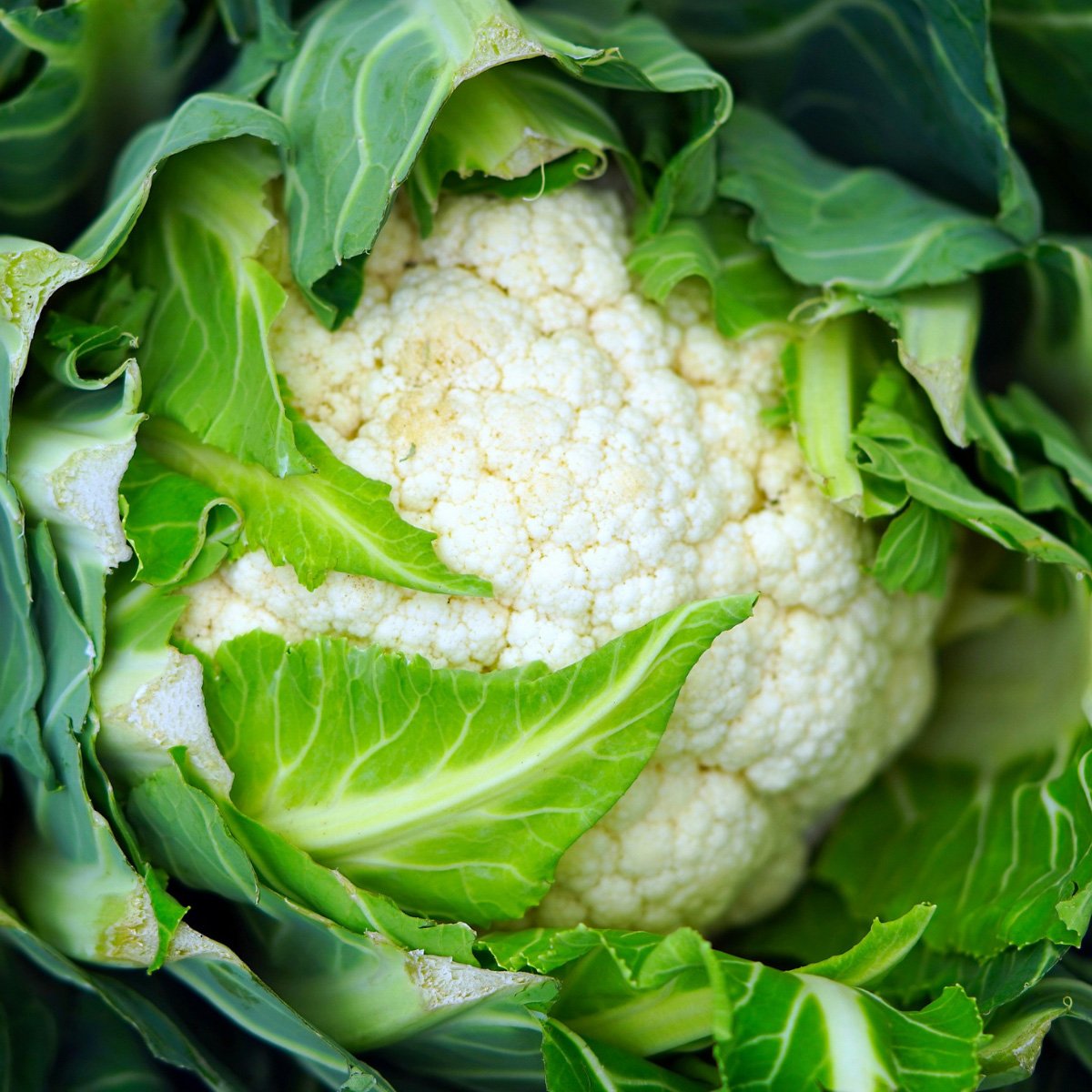 ACsemillas - Coliflor Snowball Coliflor Snowball - Image 1