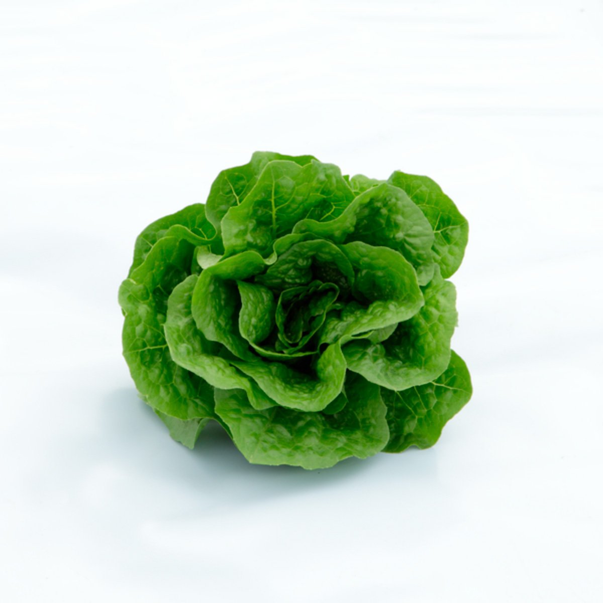 ACsemillas - Lechuga Actina Lechuga Actina - Image 1