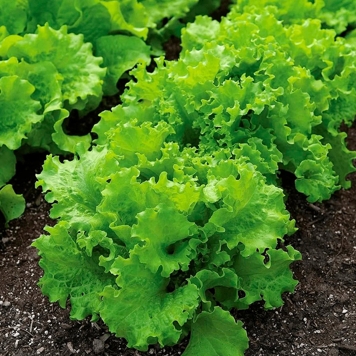 ACsemillas - Lechuga Back Simpson Lechuga Black Simpson - Image 1