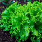 Lechuga Broadleaf Escarola