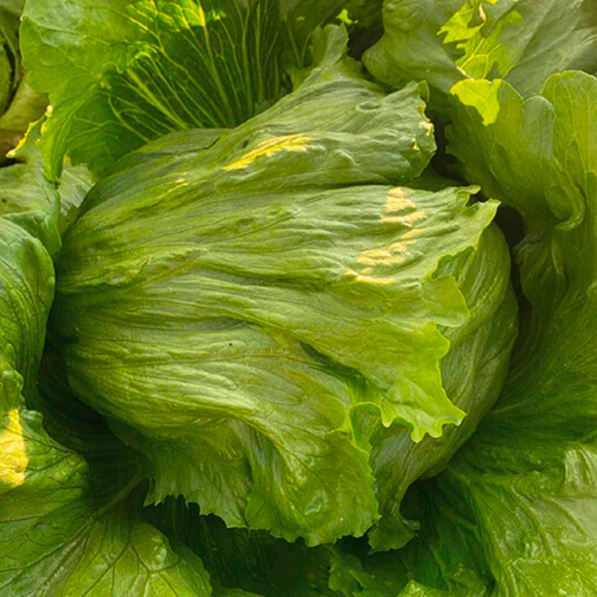 ACsemillas - Lechuga Ice Agata Lechuga Ice Agata - Image 1