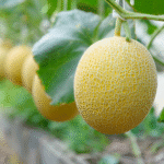 Melón - Image 2