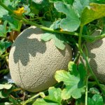 Melón El Grande