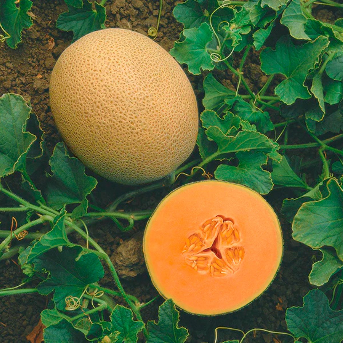 ACsemillas - Melon Primo Melón Primo - Image 1