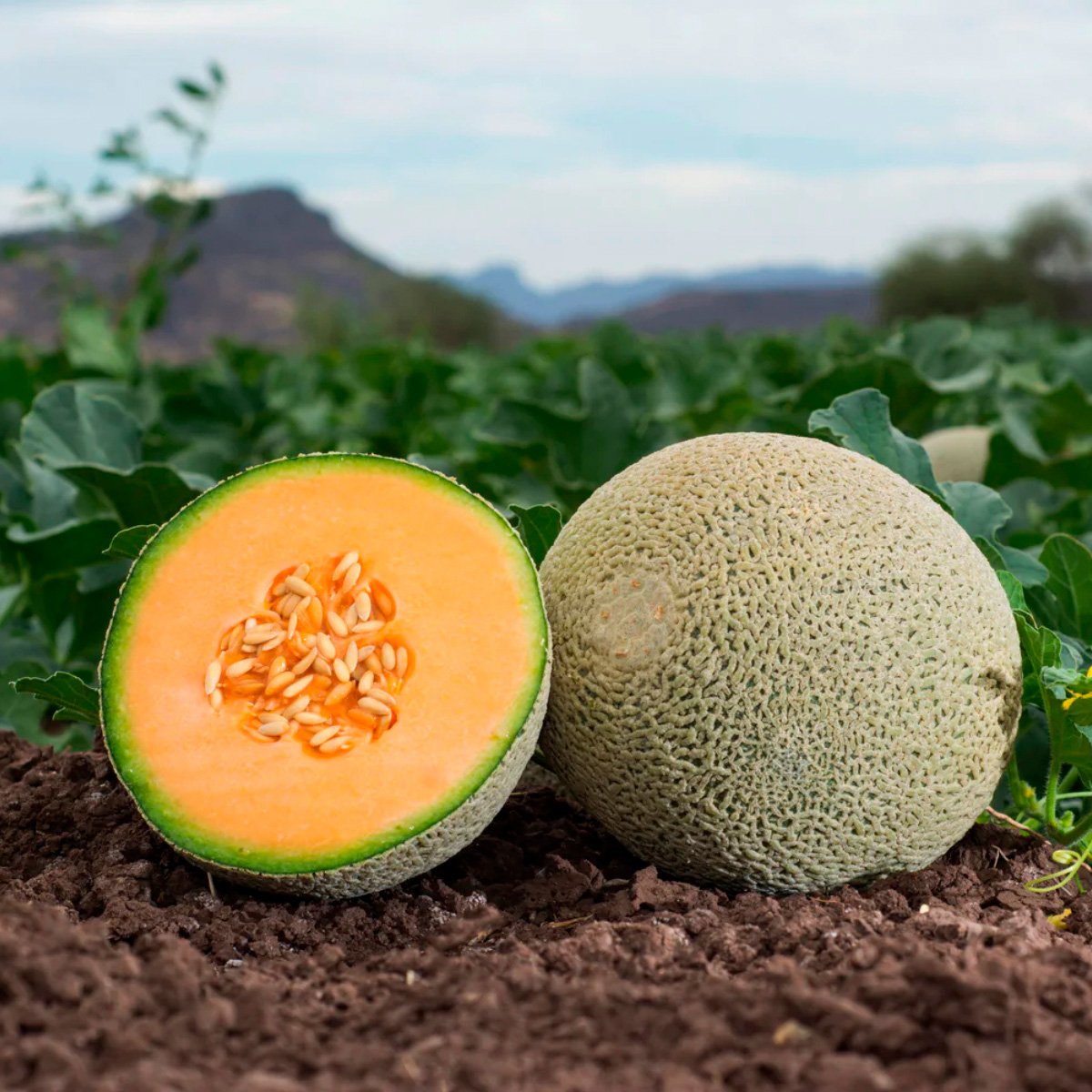 ACsemillas - Melon Tarasco Melon Tarasco - Image 1