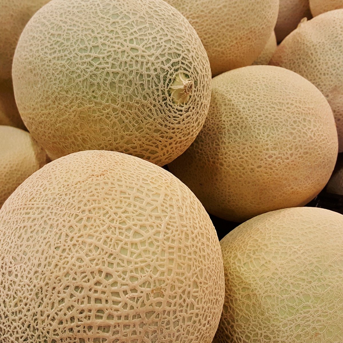 ACsemillas - Melón Torreón Melón Torreón - Image 1