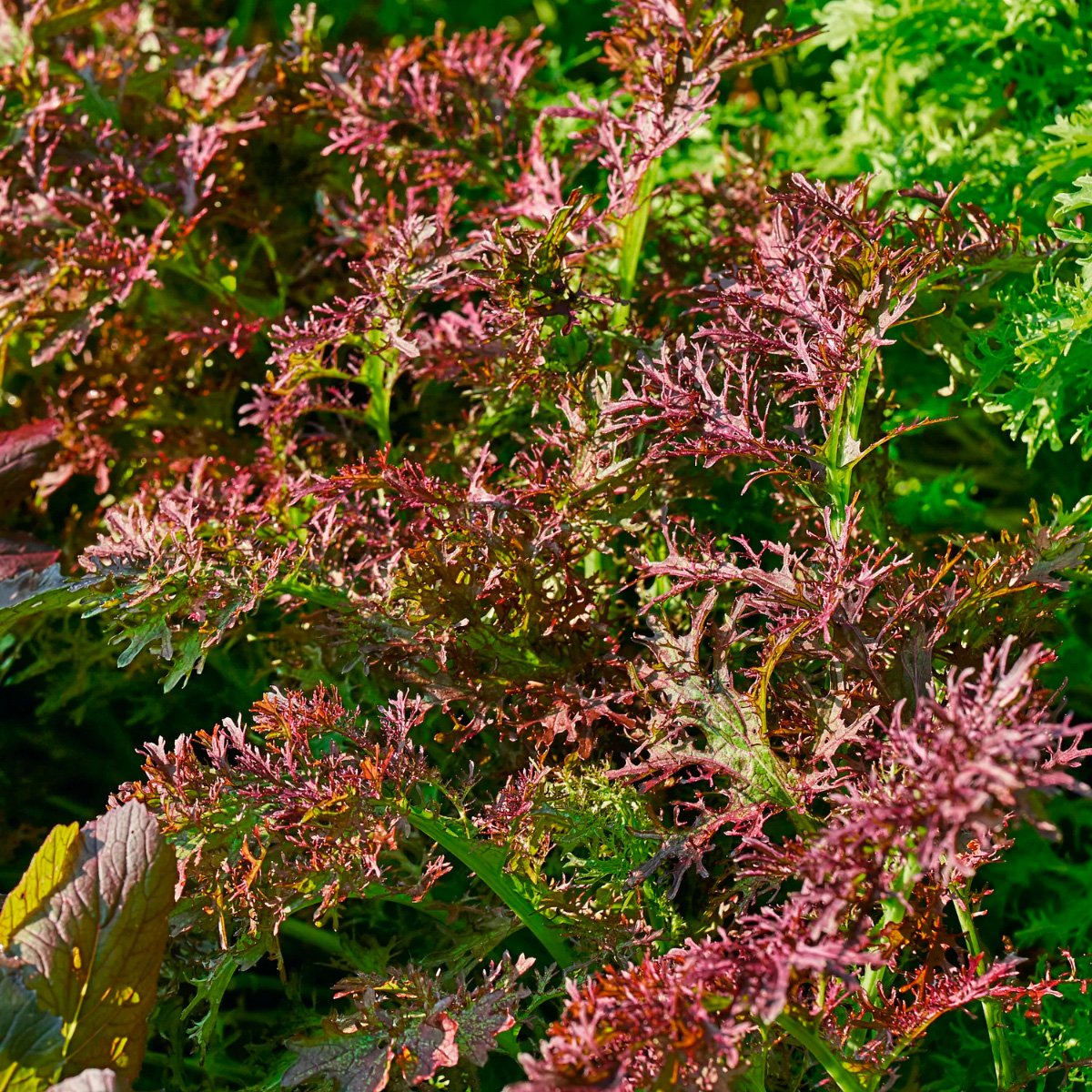 ACsemillas - Mostaza Red Streaks Mostaza Red Streaks - Image 1