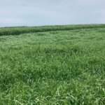 Pasto Ryegrass Anual Tetraploide