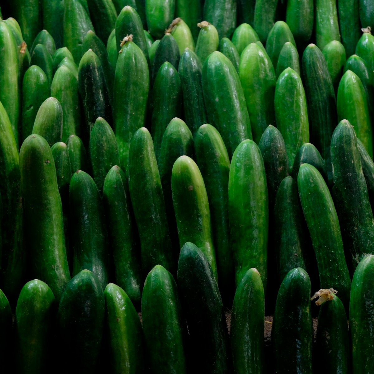ACsemillas - Pepino Ferrary Pepino Ferrary - Image 1