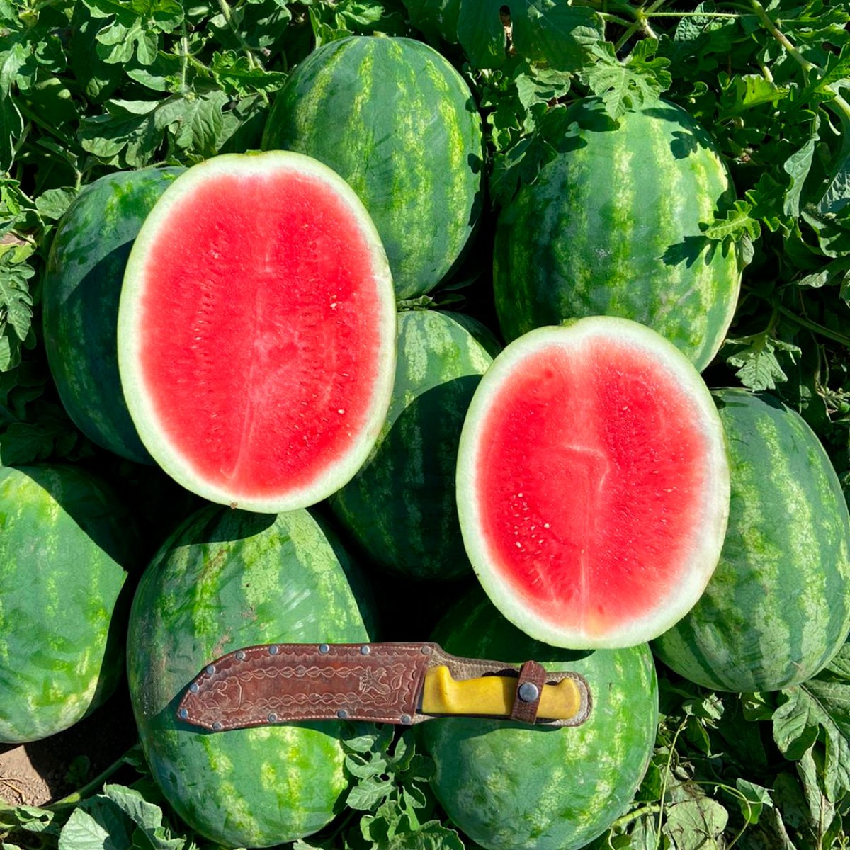 ACsemillas - Sandia Deliciosa Sandia Deliciosa - Image 1