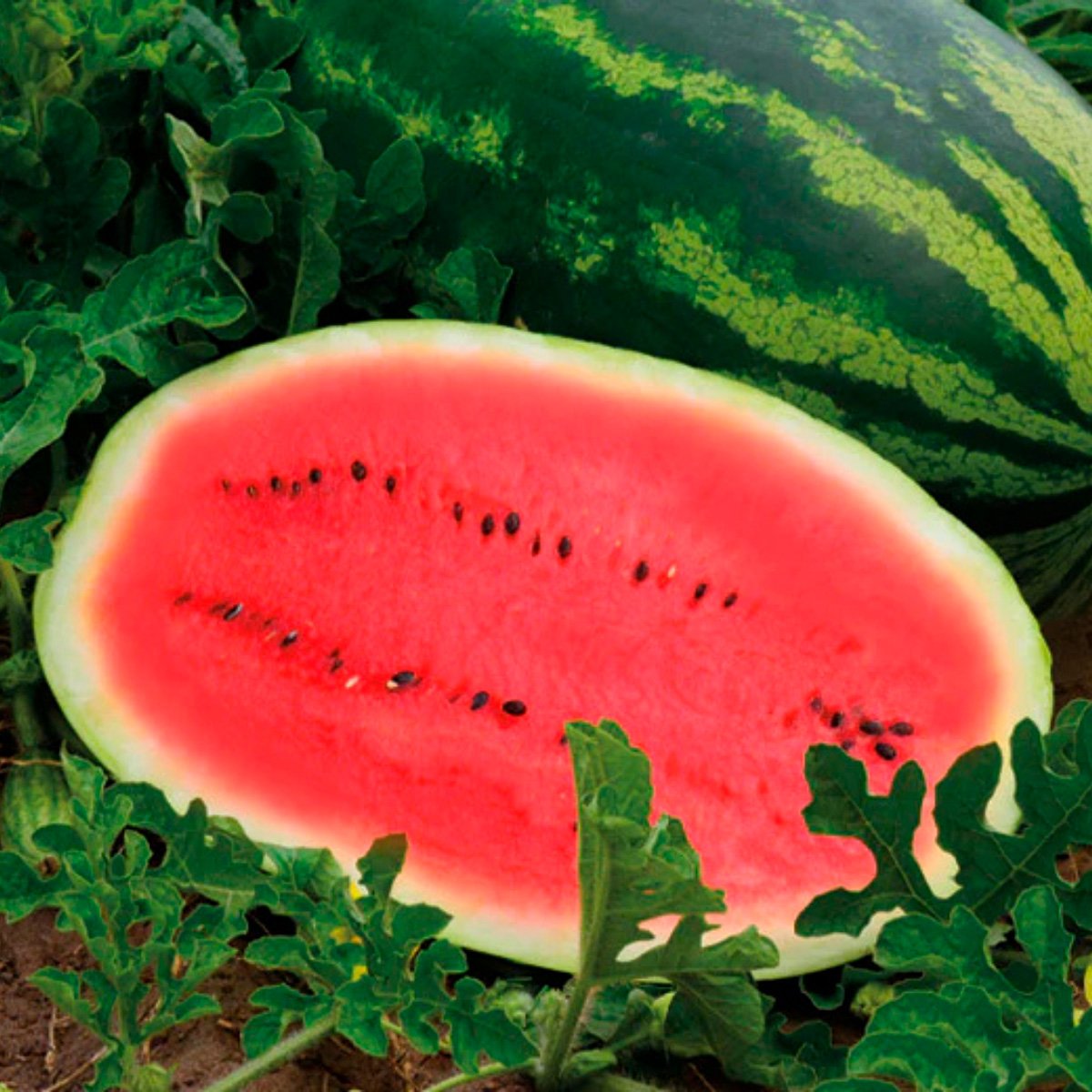 ACsemillas - Sandia Estrella Sandia Estrella - Image 1