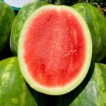 Sandia Sugar Red