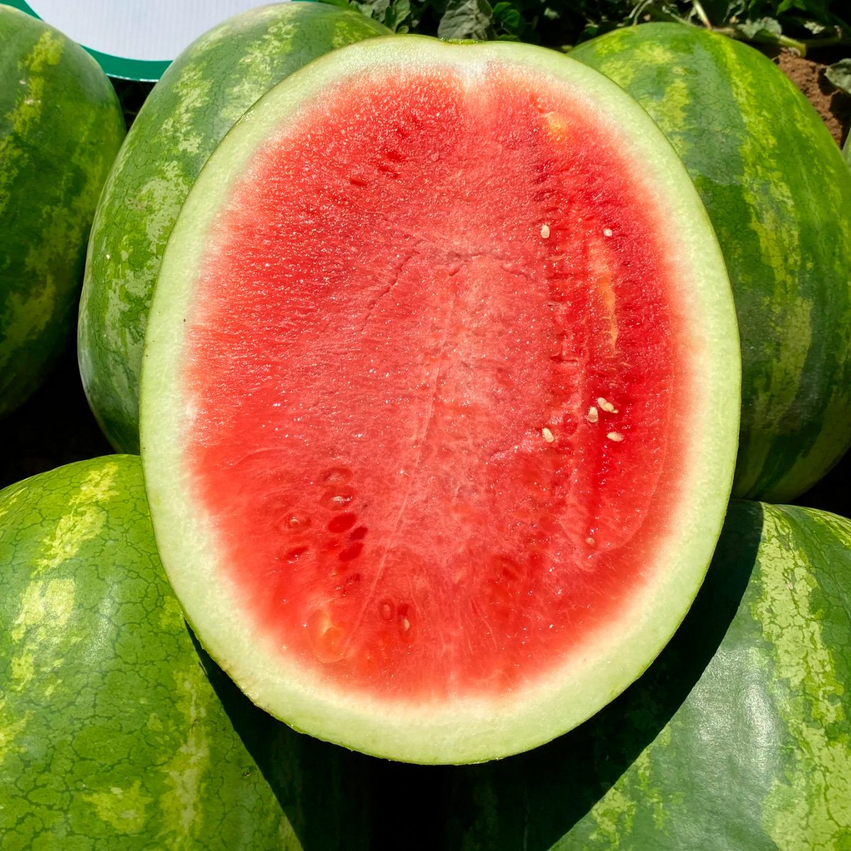 ACsemillas - Sandia Sugar Red Sandia Sugar Red - Image 1