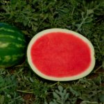 Sandia Sunsugar