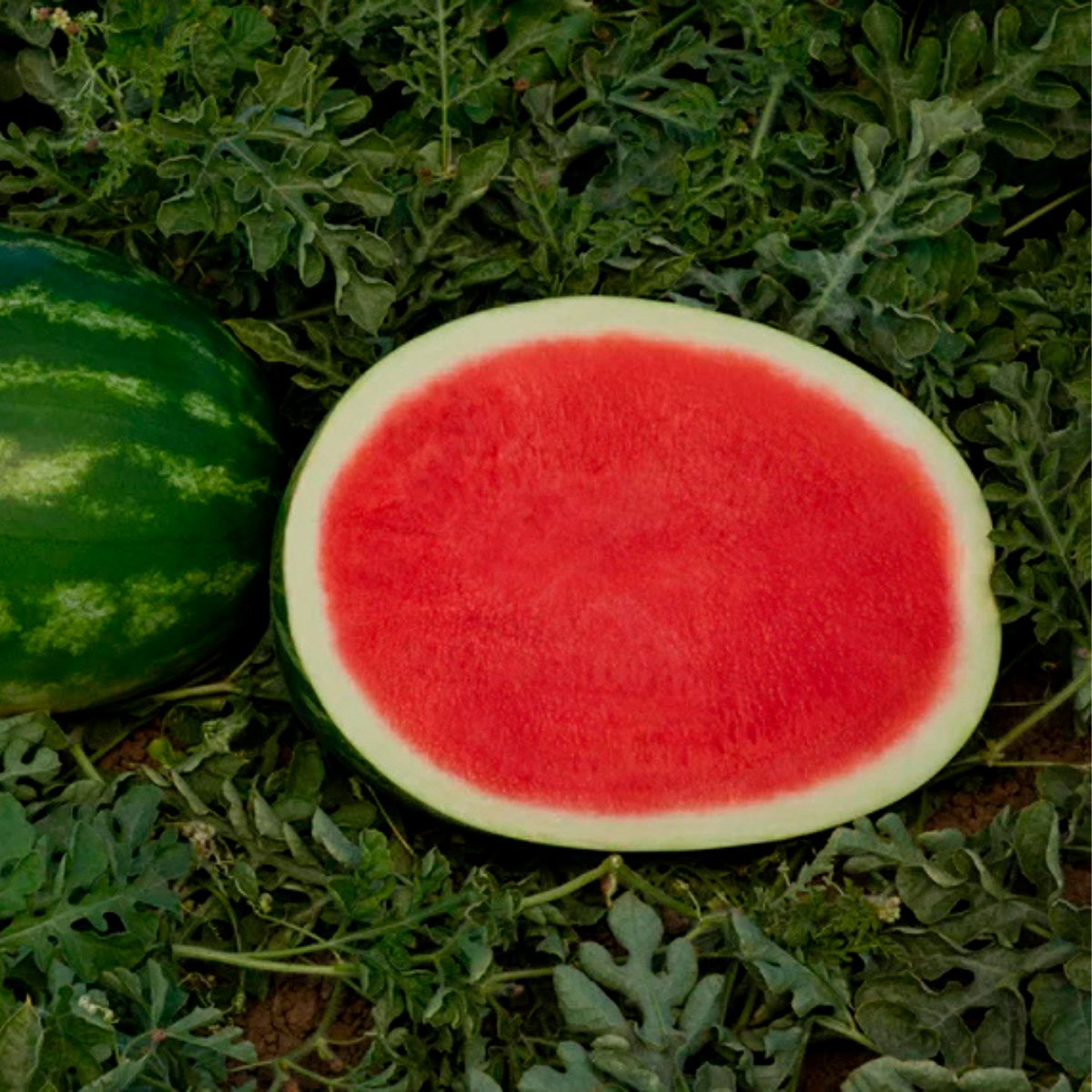 ACsemillas - Sandia Sunsugar Sandia Sunsugar - Image 1