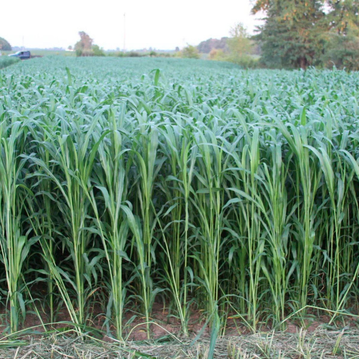 ACsemillas - Sorgo Sweet Bites Sorgo Sweet Bites - Image 1