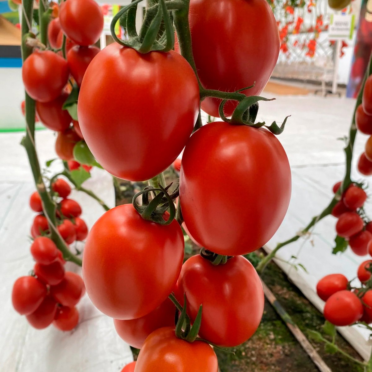 ACsemillas - Tomate Guaynot Tomate Guaynot - Image 1