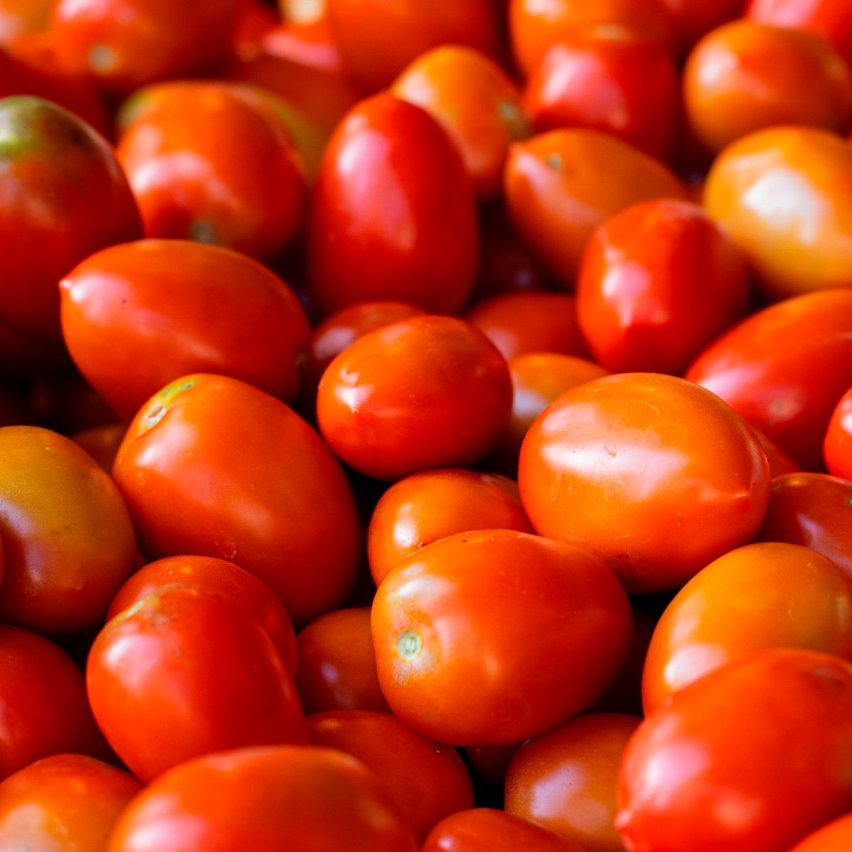 ACsemillas - Tomate Indeterminado Mar TY Tomate Indeterminado Mar TY - Image 1