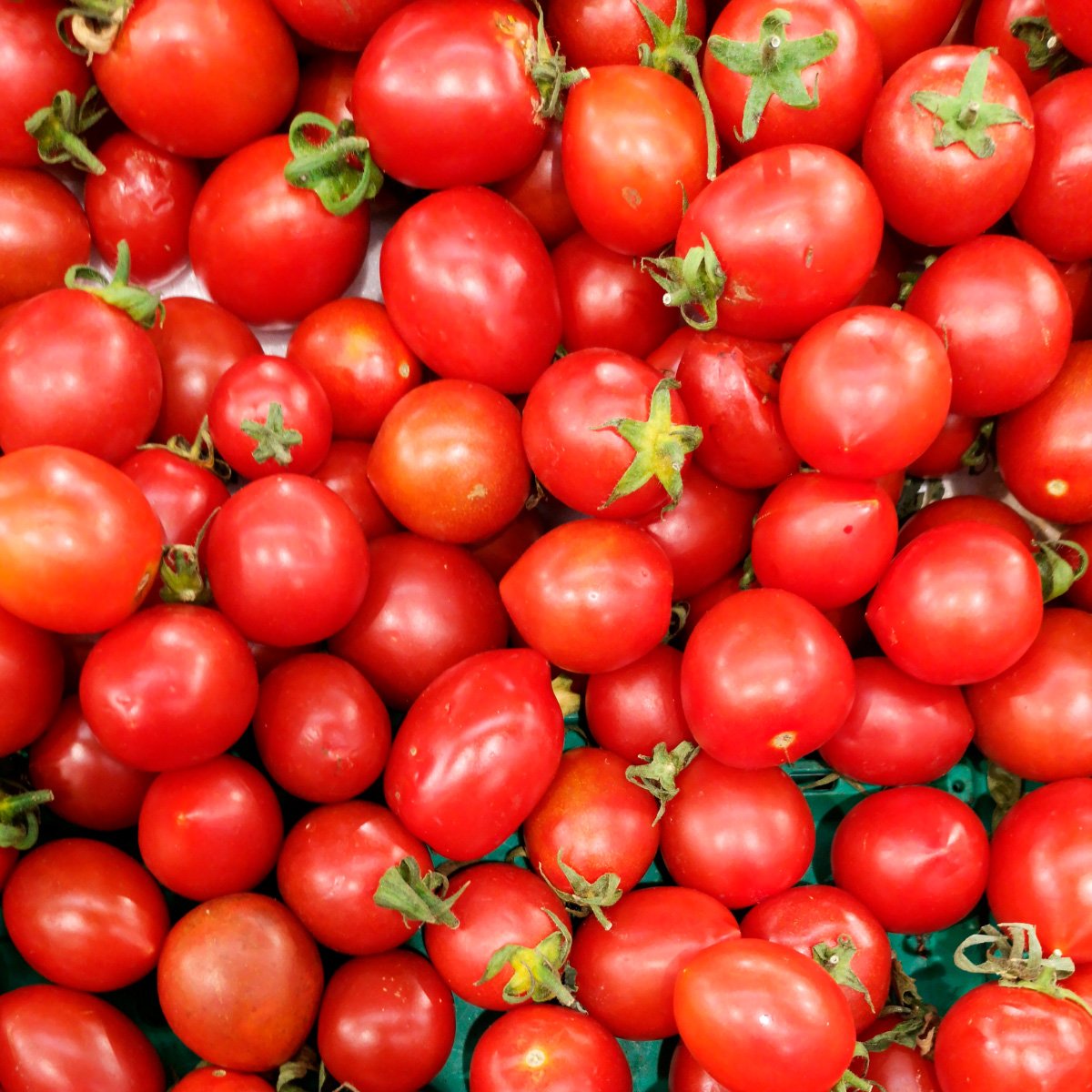 ACsemillas - Tomate Indeterminado vengador Tomate Indeterminado Vengador - Image 1