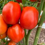 Tomate María