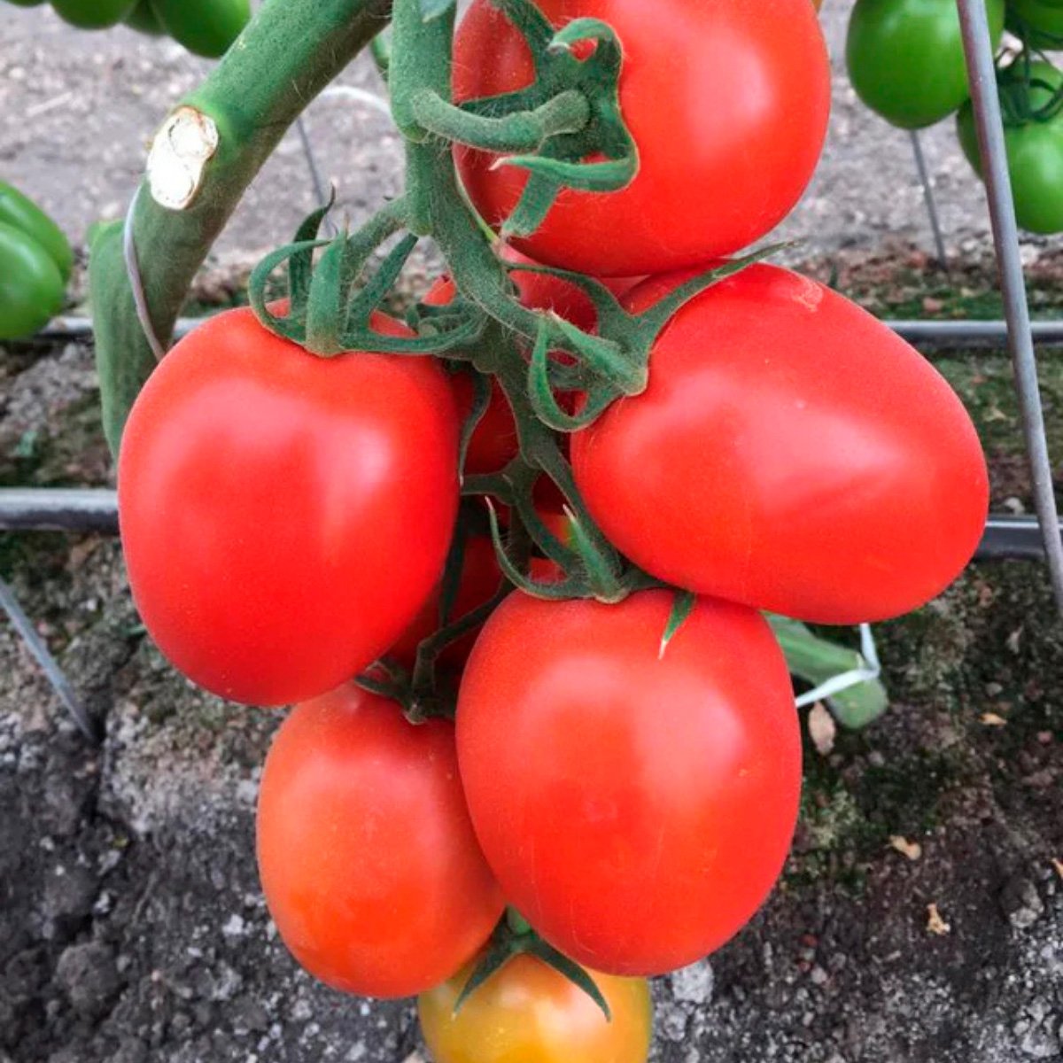 ACsemillas - Tomate Mision Tomate Misión - Image 1